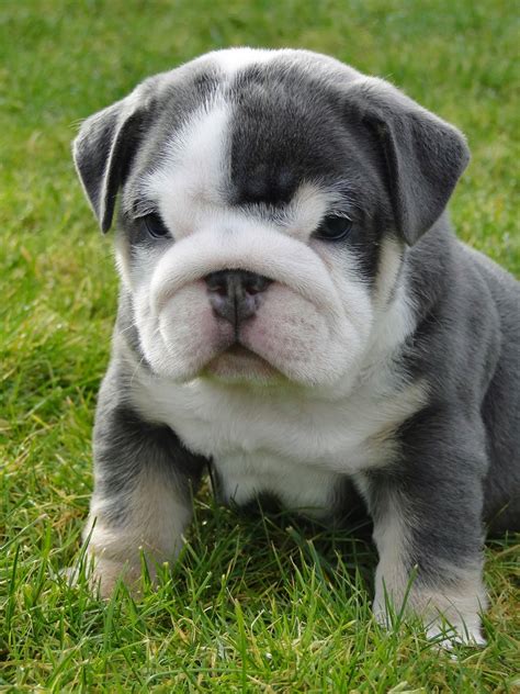 engelse bulldog puppy